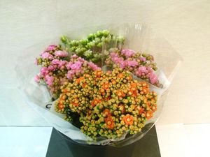 KALANCHOE COUPE